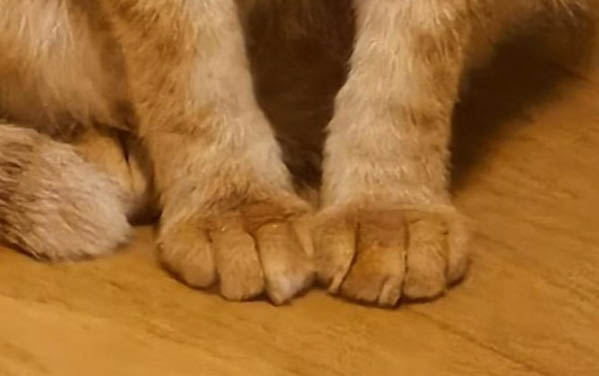 猫咪老是要叫是怎么回事
