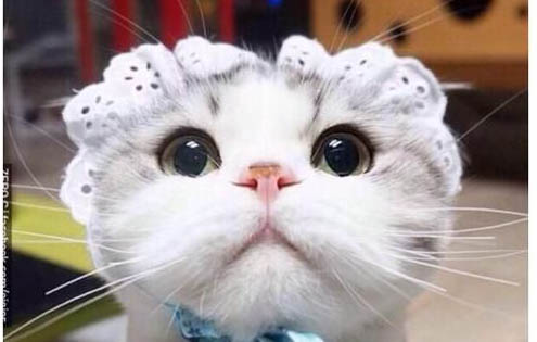 猫知道人在亲它吗?