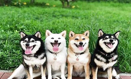 从哪可以看出土狗狗长多大