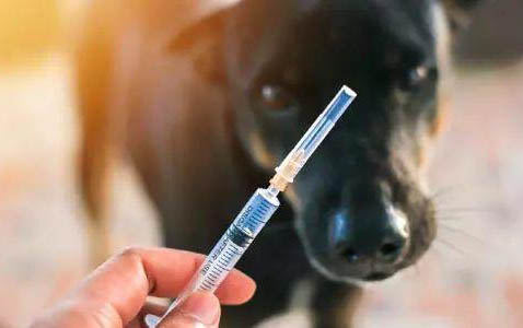 犬瘟晚期能活多久
