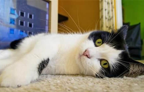 猫咪要刷牙吗多久刷一次