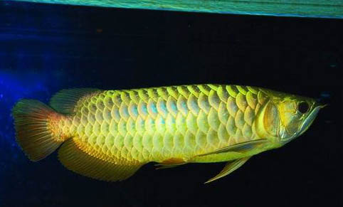 如何饲养黄曼龙鱼 对水温和食物的要求