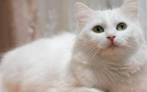 猫咪掉毛很厉害什么原因