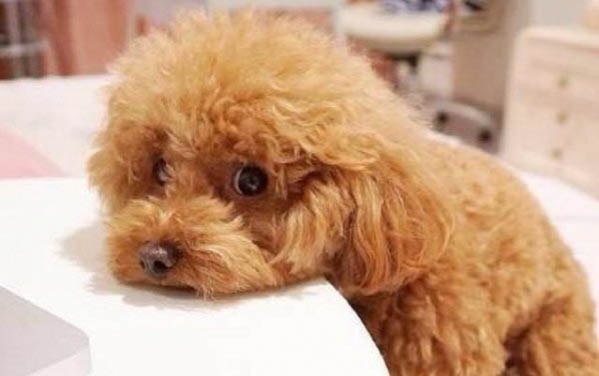 狗狗肠炎为什么老想喝水怎么回事