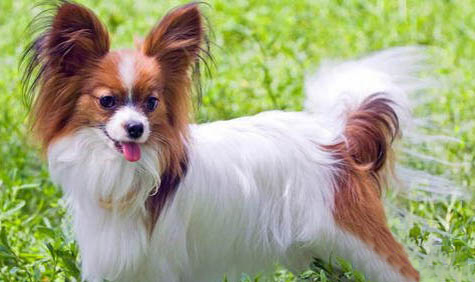 蝴蝶犬洗澡需要注意点什么