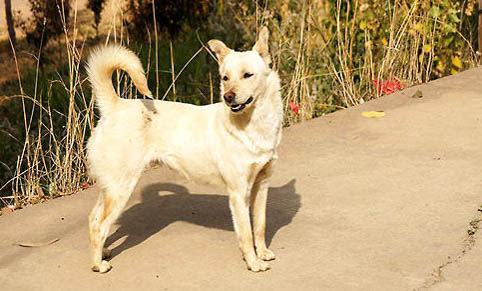 中华田园犬土狗买钱多少钱一只