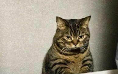 大猫适应新环境需要多久