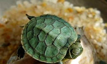 巴西龟白眼病怎么治