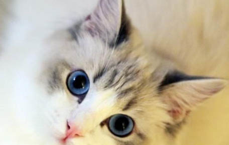 猫绝育后多久可以喝水