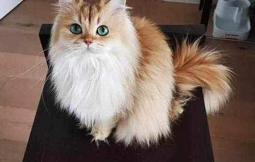 猫应该有几个爪子