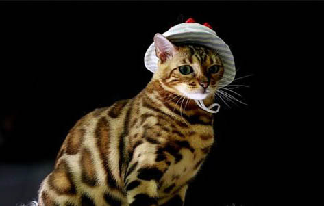 猫咪为什么会怕水