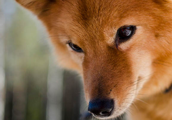 普罗特猎犬突然不爱吃东西的原因是什么