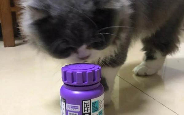 猫咪上火有哪些症状