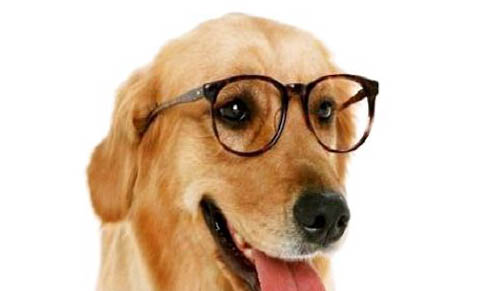 狗狗的狂犬病有多久的潜伏期