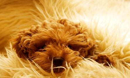 标准贵宾犬图片大全