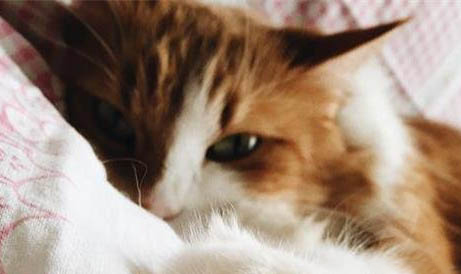 猫为什么喜欢吃塑料袋呢?