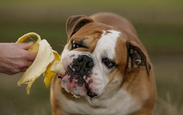 狗狗能吃生猴桃吗？