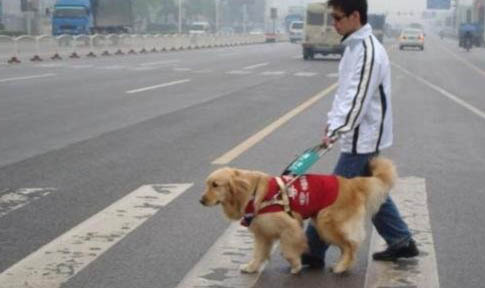 导盲犬品种有哪些
