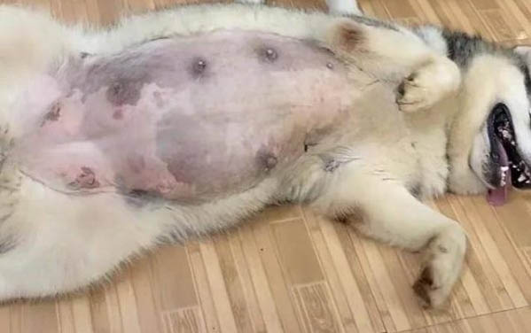 掉毛少的狗狗怎么办?
