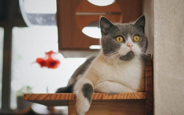 英短蓝猫剃毛后要长多久