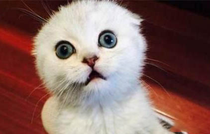猫咪突然干呕是怎么了