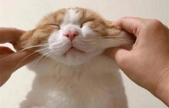 猫咪发烧是什么症状