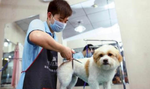 家养狗和宠物狗哪个聪明呢?