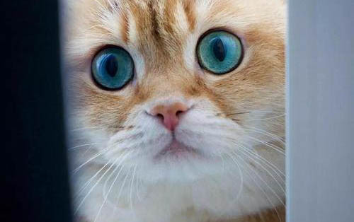 猫晒太阳会中暑吗
