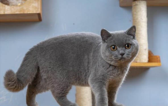 英短猫有哪些品种