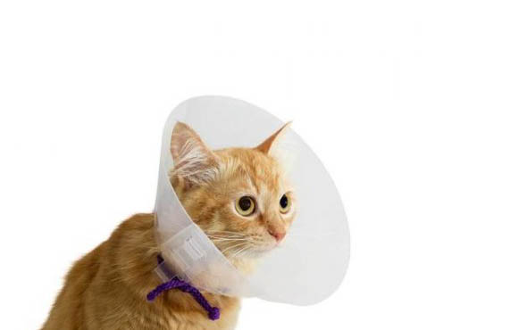 猫咪绝育一定要打疫苗吗?