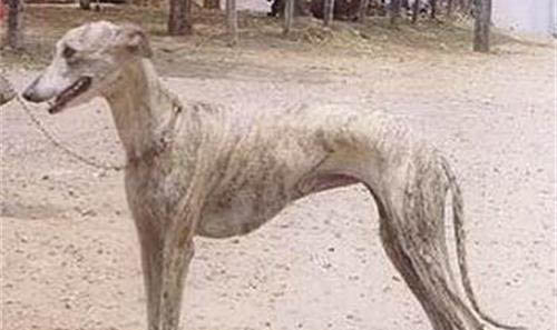 灵缇犬缺点