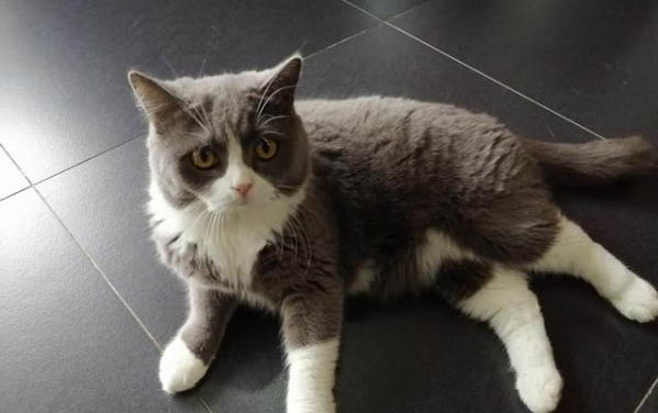 猫咪贫血不爱吃东西怎么办