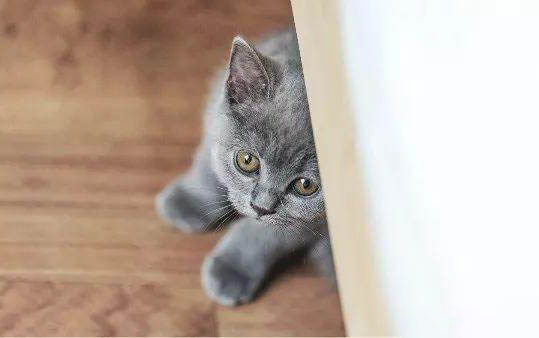 小猫吃东西少总藏起来