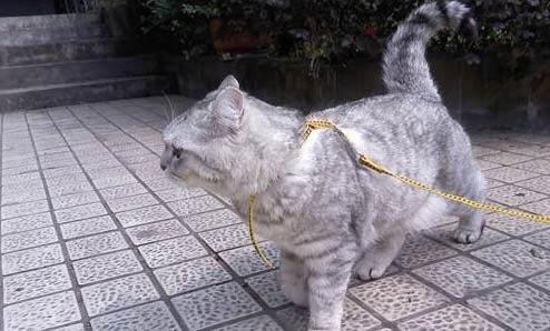 越来越讨厌我的猫了怎么办