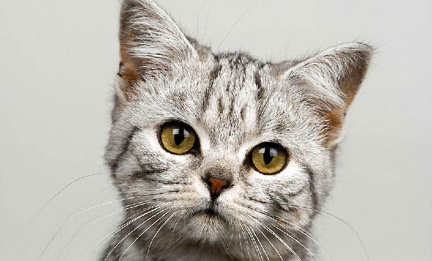 猫咪受凉引起的呕吐该怎么办？