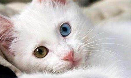 猫咪绝育为什么要做验血验尿检查