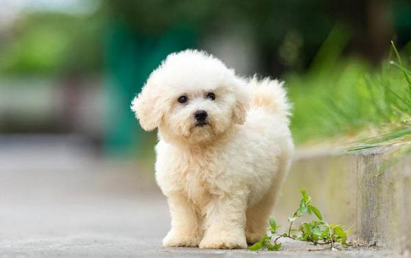 为什么狗狗剃毛会抑郁