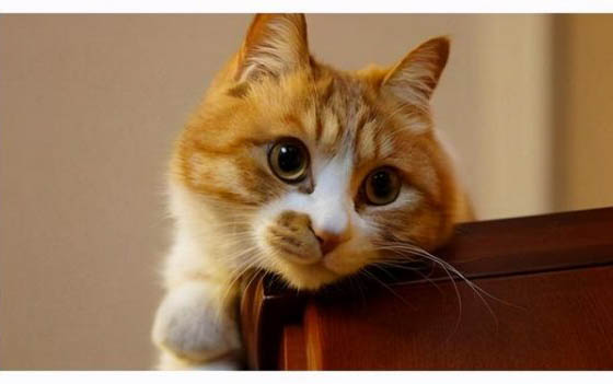 2个月小猫咪拉稀但精神很好怎么回事