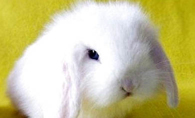 兔子黑眼睛和红眼睛的区别