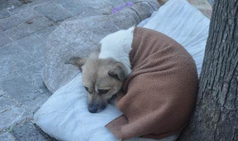 犬猫疫苗免疫失败的原因及处理方法