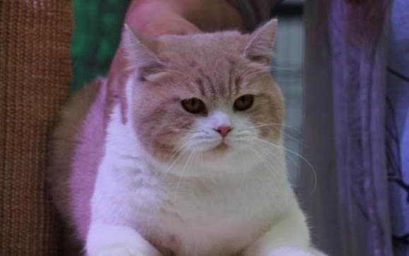 猫咪胡须断了是为什么
