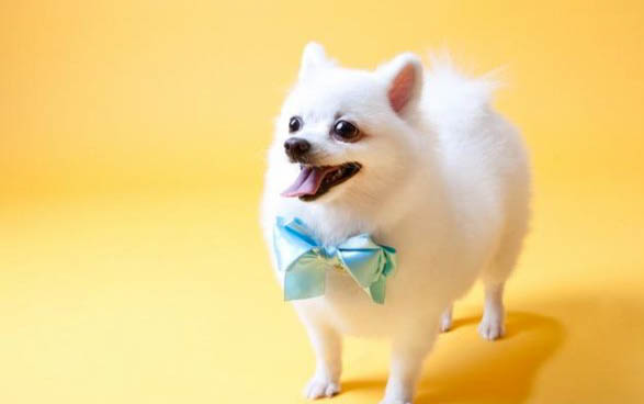 古牧幼犬价格大概多少钱一只