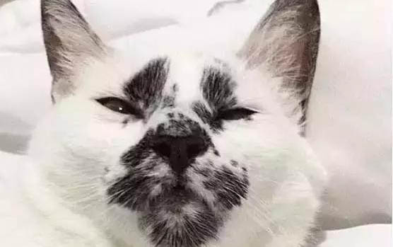 如何自己给猫导尿?