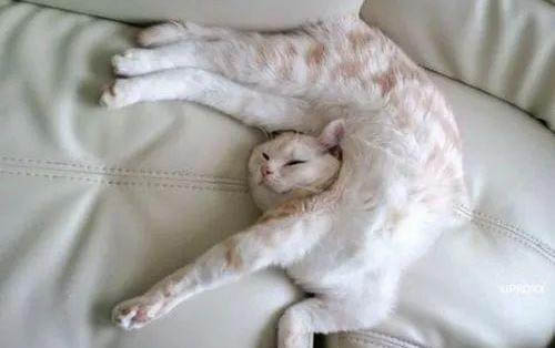 3个月的小猫怎么喂养
