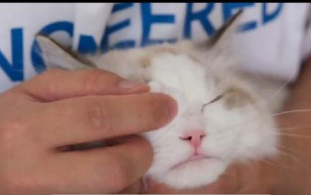 请问猫咪呕吐的原因及处理方法?