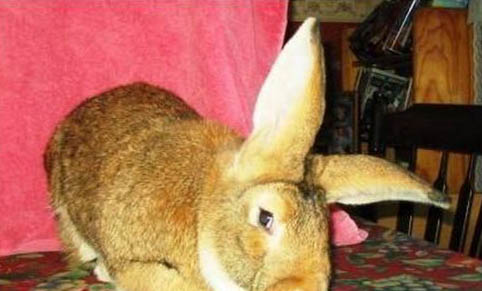 兔子养多久可以出栏？