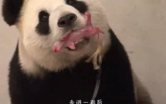 狗狗感冒后咳嗽流鼻涕是什么原因