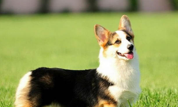 柯基犬智商排名