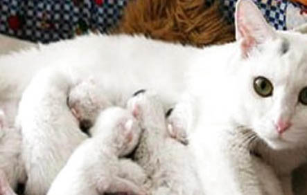 母猫哺乳期呕吐的原因及处理方法