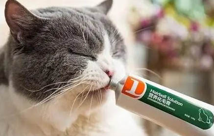猫咪感冒的初期症状